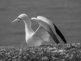 pássaros em Helgolannd ilha foto