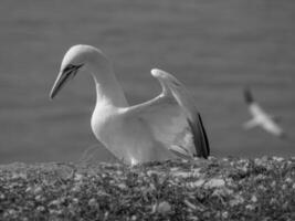 pássaros em Helgolannd ilha foto
