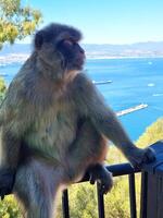 Gibraltar macaco em a Rocha foto