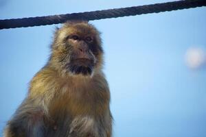 retrato do uma Gibraltar barbary macaque foto