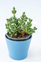 corpuscularia Lehmannii delosperma plantar suculento dentro Panela. verde pequeno flor em branco fundo. foto