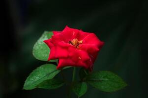 vermelho rosa flor flor dentro a jardim. vermelho rosa flor tem botânico nome rosa a partir de rosaceae família. vermelho rosa é lindo romântico flor foto