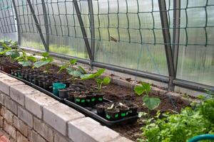 bio-pepino mudas dentro uma estufa dentro cedo primavera, jardinagem conceito, esticado malha Como uma Apoio, suporte para a plantar foto