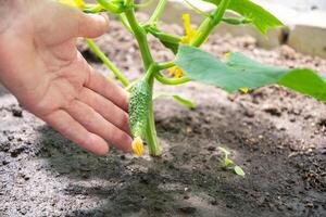 jardineiro colheitas verde pepinos e pepinos dentro policarbonato estufa, crescendo orgânico legumes sem produtos químicos foto