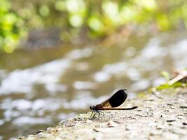 lado Visão do pântano darner libélula epiaeschna heróis foto