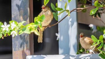 onda- orelhudo bulbul empoleirado em árvore foto