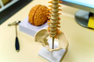 Visão do humano cérebro modelo, coluna vertebral modelo e neurocirurgiahummer. foto