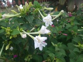 plantar mirabilis jalapa quatro horas flor ou maravilha do Peru. elas aberto dentro meados de para atrasado tarde e fechar novamente Próximo manhã. bonita maravilha do Peru é muito espesso, vigoroso plantar. foto