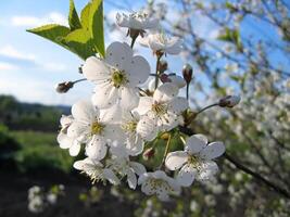 lindo florescendo árvore com branco flores foto