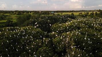 aéreo visualizar, rebanho do garças. uma grupo do ótimo branco garças às a topo do uma mangue árvore perto a de praia. família do ótimo branco pássaros. animais e animais selvagens. pássaro sentado em uma ramo dentro a floresta tropical foto