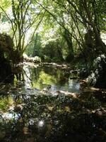 rio com reflexão dentro a floresta foto