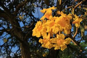 tabebuia flor com amarelo pétala flor dentro a jardim. tabebuia tem botânico nome Handroanthus crisótrico a partir de bignoniaceae família. tabebuia tem a apelido a dourado trompete foto