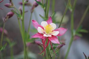 aquilegia coerulea, a Colorado azul aquilégia, é uma espécies do floração plantar dentro a botão de ouro família ranunculáceas, foto