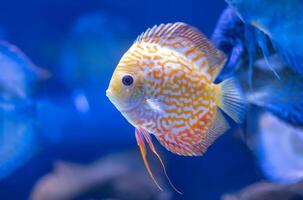 peixes discus no aquário, peixes tropicais. Symphysodon discus do rio Amazonas. diamante azul, pele de cobra, turquesa vermelha e muito mais foto