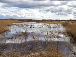 pantanal às st Aidan natureza parque, oeste yorkshire, Inglaterra foto