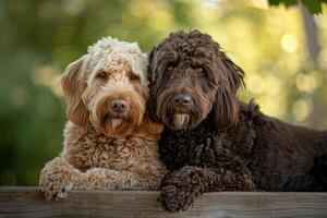 ai gerado labradoodles juntos ao ar livre foto