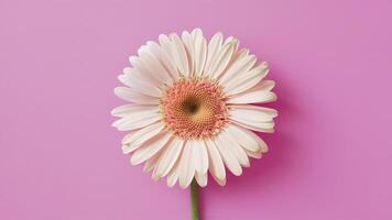 ai gerado gerbera margarida flor em cumprimento cartão fundo para mães dia foto