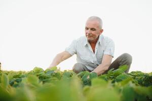 agricultor dentro arquivado segurando tábua dentro dele mãos e examinando soja corporação. foto