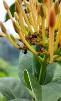 uma grupo do formigas dentro a ixora flor foto