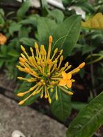 uma grupo do pequeno amarelo ixora chinensis flores cercado de Sombrio verde folhas foto