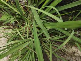 capim-limão ou lapina ou oeste Indonésia ou cymbopogon citratus estão plantado dentro a chão. isto é uma arbusto, a folhas estão grandes e delgado verde. isto é a erva este é fez para dentro Comida e remédio foto