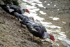 selvagem crioulo Pato foto