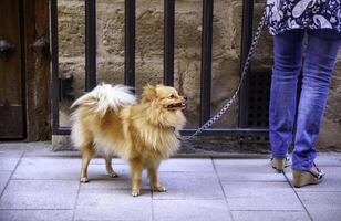 pomerânia cachorro em uma andar foto