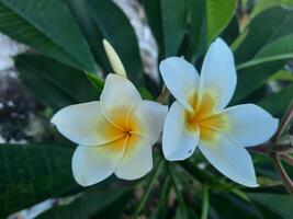 branco plumeria flores com verde folhas foto