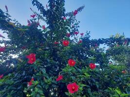 ampla vermelho flor hibisco árvore foto