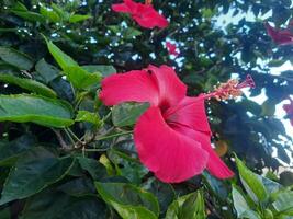 fechar-se Visão do vermelho hibisco flor com borrado verde folhas fundo foto