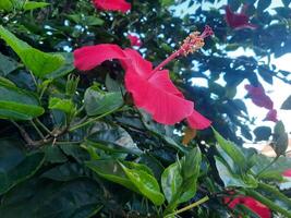 fechar-se Visão do vermelho hibisco flor com borrado verde folhas fundo foto