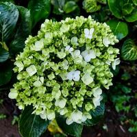 hortênsia paniculata ordenar ribalta hortênsia paniculata floresce em a arbusto dentro a jardim com verde folhas foto