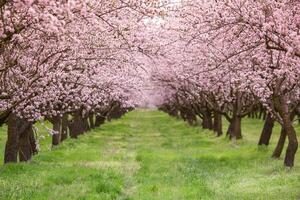 florescendo amêndoa Pomar. lindo árvores com Rosa flores florescendo dentro Primavera dentro Europa. amêndoa florescer. foto