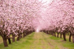 florescendo amêndoa Pomar. lindo árvores com Rosa flores florescendo dentro Primavera dentro Europa. amêndoa florescer. foto