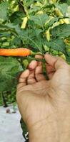 uma homem picaretas vermelho pimentões dentro uma arroz campo. Pimenta com a científico nome pimento annuum é 1 do a a Principal ingredientes dentro todo dia culinária. pimento ano cresce bem dentro tropical climas. foto