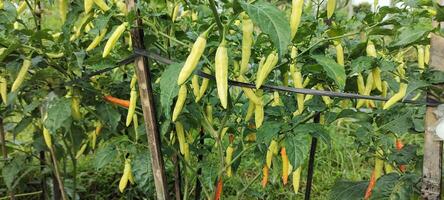 a Pimenta fruta ou pimento annuum é iniciando para amadurecer em a árvore, pronto para estar escolhido e vendido às a mercado. foto