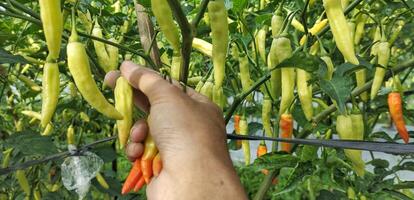 uma homem picaretas vermelho pimentões dentro uma arroz campo. Pimenta com a científico nome pimento annuum é 1 do a a Principal ingredientes dentro todo dia culinária. pimento ano cresce bem dentro tropical climas. foto