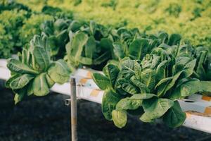 mulher jardineiro inspeciona qualidade do verde carvalho alface dentro estufa jardinagem. fêmea ásia horticultura agricultor cultivar saudável nutrição orgânico salada legumes dentro hidropônico agronegócio Fazenda. foto