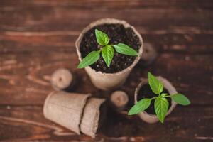 mudas do pimentas dentro biodegradável turfa panelas em uma de madeira fundo. crescendo doméstico ervas e legumes. foto