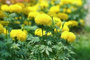 malmequeres amarelos são variedades de flores grandes que são populares para flores de corte. são plantas fortes e de crescimento rápido. acredita-se que os malmequeres simbolizam a prosperidade. foco suave e seletivo. foto