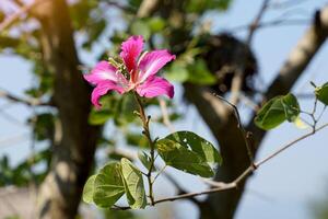 roxa bauhinia flores estão Rosa para magenta. a aparência do a flor é semelhante para este do a orquídea. a folhas estão solteiro, semelhante para uma coração forma. suave e seletivo foco. foto