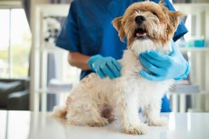 Veterinários estão realizando anual Verifica ups em cachorros para Veja para possível doenças e tratar eles rapidamente para garantir a animal de estimação saúde. veterinário é examinando cachorro dentro veterinário clínica para tratamento foto