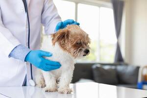 Veterinários estão realizando anual Verifica ups em cachorros para Veja para possível doenças e tratar eles rapidamente para garantir a animal de estimação saúde. veterinário é examinando cachorro dentro veterinário clínica para tratamento foto