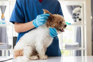 Veterinários estão realizando anual Verifica ups em cachorros para Veja para possível doenças e tratar eles rapidamente para garantir a animal de estimação saúde. veterinário é examinando cachorro dentro veterinário clínica para tratamento foto