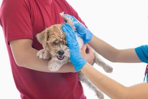 Veterinários estão realizando anual Verifica ups em cachorros para Veja para possível doenças e tratar eles rapidamente para garantir a animal de estimação saúde. veterinário é examinando cachorro dentro veterinário clínica para tratamento foto