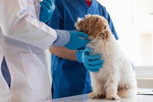 Veterinários estão realizando anual Verifica ups em cachorros para Veja para possível doenças e tratar eles rapidamente para garantir a animal de estimação saúde. veterinário é examinando cachorro dentro veterinário clínica para tratamento foto