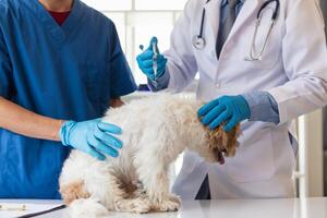 veterinário é vacinado para cachorro para evita comunicável doenças depois de veterinário tem fez a anual saúde Verifica para cachorro. conceito do trazendo animais de estimação para receber anual vacinas a partir de Veterinários foto