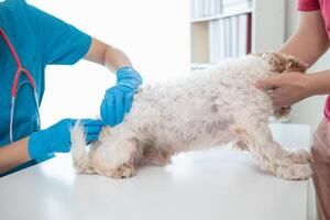 Veterinários estão realizando anual Verifica ups em cachorros para Veja para possível doenças e tratar eles rapidamente para garantir a animal de estimação saúde. veterinário é examinando cachorro dentro veterinário clínica para tratamento foto