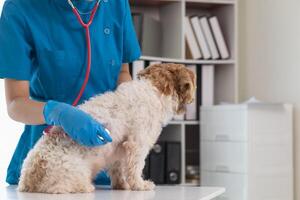 Veterinários estão realizando anual Verifica ups em cachorros para Veja para possível doenças e tratar eles rapidamente para garantir a animal de estimação saúde. veterinário é examinando cachorro dentro veterinário clínica para tratamento foto