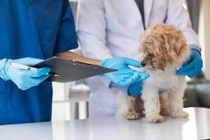 Veterinários estão realizando anual Verifica ups em cachorros para Veja para possível doenças e tratar eles rapidamente para garantir a animal de estimação saúde. veterinário é examinando cachorro dentro veterinário clínica para tratamento foto